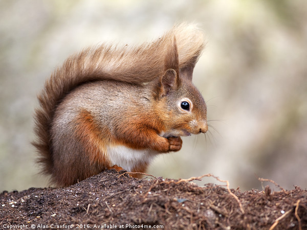 Red Squirrel (Sciurus vulgaris), England Picture Board by Alan Crawford