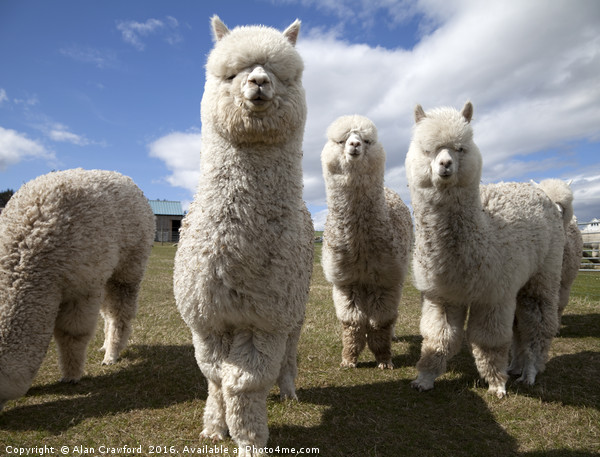 Group of Alpacas Picture Board by Alan Crawford