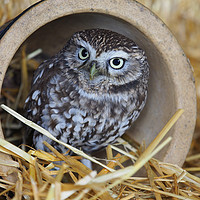 Buy canvas prints of Little Owl                                         by Alan Crawford
