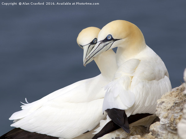 Gannets at Bempton Cliffs, England Picture Board by Alan Crawford