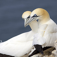 Buy canvas prints of Gannets at Bempton Cliffs, England by Alan Crawford