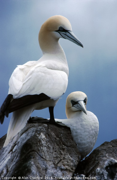 Gannets on Bass Rock, Scotland Picture Board by Alan Crawford