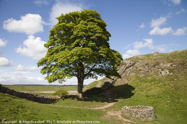 The Sycamore Gap on Hadrian's Wall Picture Board by Alan Crawford