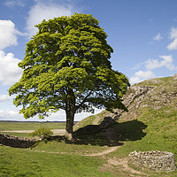 Buy canvas prints of The Sycamore Gap on Hadrian's Wall by Alan Crawford
