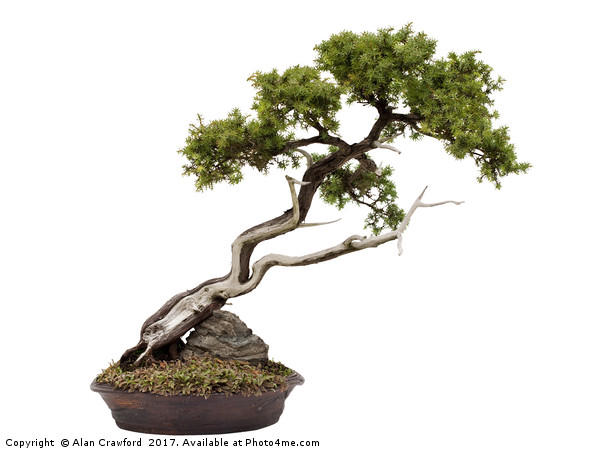 Bonsai on white Picture Board by Alan Crawford