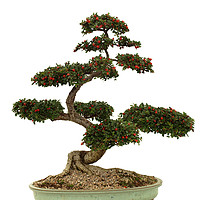 Buy canvas prints of Cotoneaster Bonsai on white by Alan Crawford