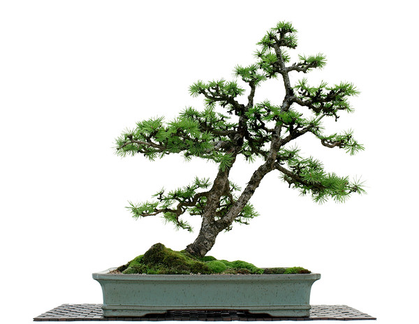 Larch Bonsai on White     Picture Board by Alan Crawford
