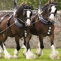 Buy canvas prints of A Pair of Clydesdale Horses in full tack by Alan Crawford