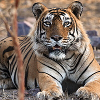 Buy canvas prints of Tiger, Tiger by Alan Crawford