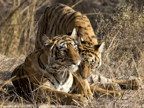Tiger and Cub, India Picture Board by Alan Crawford
