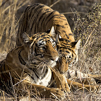 Buy canvas prints of Tiger and Cub, India by Alan Crawford