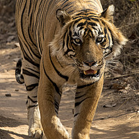 Buy canvas prints of Bengal Tiger by Alan Crawford