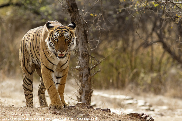 Bengal Tiger at Ranthambhore National Park, India Picture Board by Alan Crawford