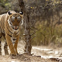 Buy canvas prints of Bengal Tiger at Ranthambhore National Park, India by Alan Crawford