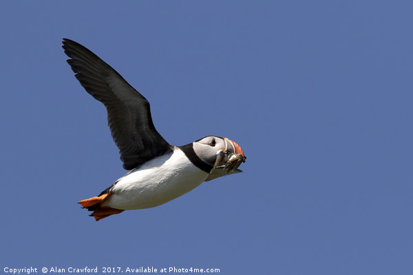 Puffin in Flight Picture Board by Alan Crawford