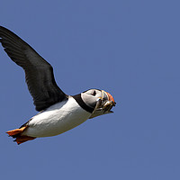 Buy canvas prints of Puffin in Flight by Alan Crawford