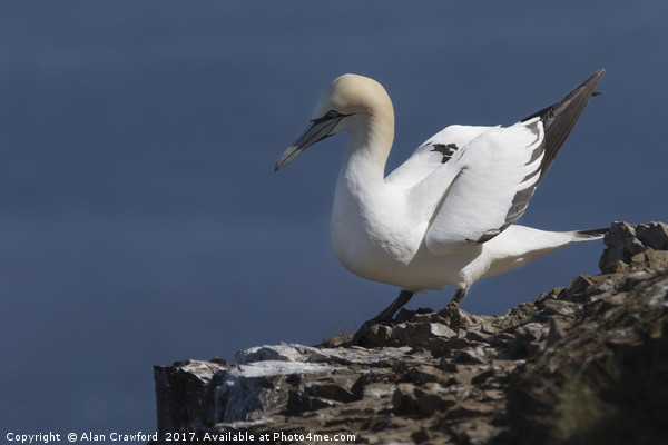 Gannet on the Cliffs at Troup Head, Scotland Picture Board by Alan Crawford