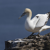 Buy canvas prints of Gannet on the Cliffs at Troup Head, Scotland by Alan Crawford