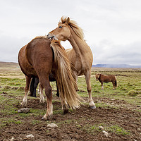 Buy canvas prints of Icelandic Horses by Alan Crawford