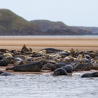 Buy canvas prints of Grey Seals on the Beach by Alan Crawford