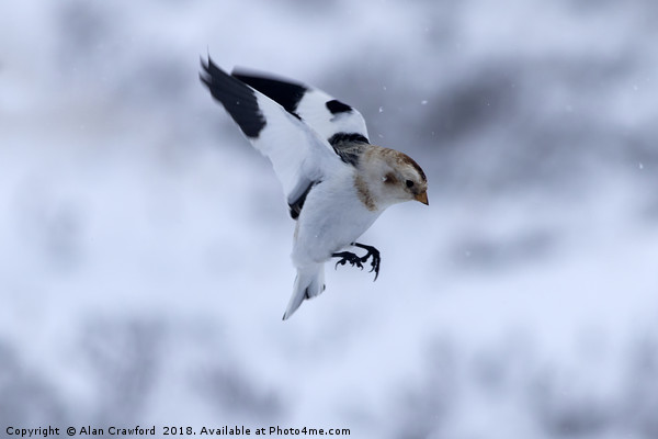 Snow Bunting, Cairngorms Picture Board by Alan Crawford