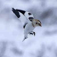 Buy canvas prints of Snow Bunting, Cairngorms by Alan Crawford