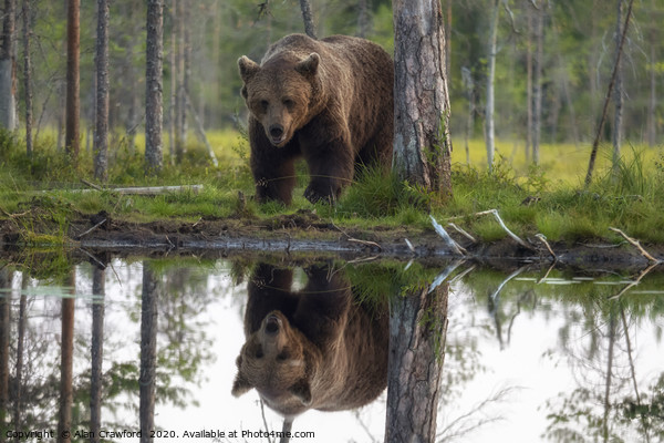 Brown Bear reflected in a lake Picture Board by Alan Crawford
