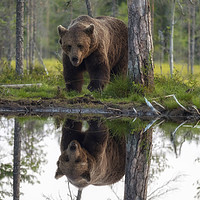 Buy canvas prints of Brown Bear reflected in a lake by Alan Crawford