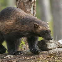Buy canvas prints of Wolverine, Finland by Alan Crawford