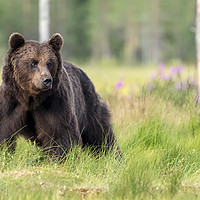 Buy canvas prints of European Brown Bear, Finland by Alan Crawford
