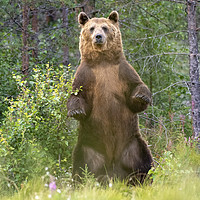 Buy canvas prints of European Brown Bear, Finland by Alan Crawford