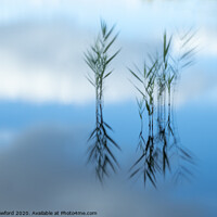 Buy canvas prints of Reflected Reeds by Alan Crawford