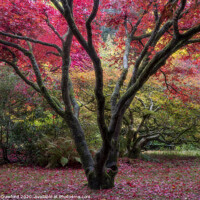 Buy canvas prints of Autumn Colours by Alan Crawford