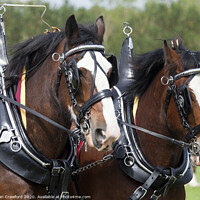 Buy canvas prints of Two Clydesdale Horses in Harness by Alan Crawford
