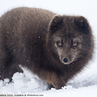 Buy canvas prints of Arctic Fox, Iceland by Alan Crawford