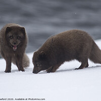 Buy canvas prints of Arctic foxes in Iceland by Alan Crawford