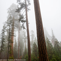 Buy canvas prints of Misty Forest Giant by Jamie Pham