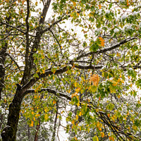 Buy canvas prints of Fall and Winter by Jamie Pham