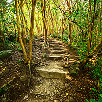 Buy canvas prints of The hike on the Pipiwai Trail in Maui. by Jamie Pham