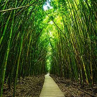 Buy canvas prints of The magical and mysterious bamboo forest of Maui. by Jamie Pham