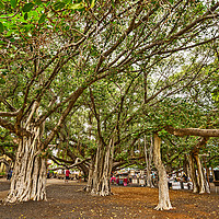 Buy canvas prints of Banyan Tree Park in Maui, Hawaii. by Jamie Pham