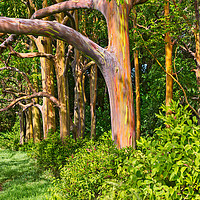 Buy canvas prints of The colorful and magical Rainbow Eucalyptus tree,  by Jamie Pham