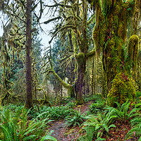 Buy canvas prints of Hall of Mosses in the Hoh Rainforest. by Jamie Pham