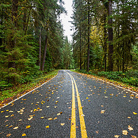 Buy canvas prints of Empty road on the way to Hoh Rainforest in Washing by Jamie Pham