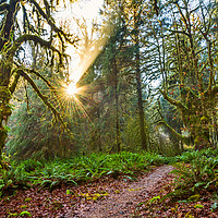 Buy canvas prints of Hall of Mosses in the Hoh Rainforest. by Jamie Pham