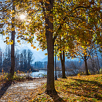 Buy canvas prints of Fall foliage in Leavenworth Waterfront Park in Was by Jamie Pham