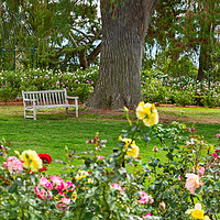 Buy canvas prints of Beautiful Rose Garden of the Huntington Library. by Jamie Pham