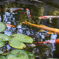 Buy canvas prints of Beautiful koi fish and lily pads in a garden. by Jamie Pham