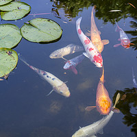 Buy canvas prints of Beautiful koi fish and lily pads in a garden. by Jamie Pham