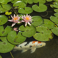 Buy canvas prints of Beautiful lily pond with pink water lilies in bloo by Jamie Pham